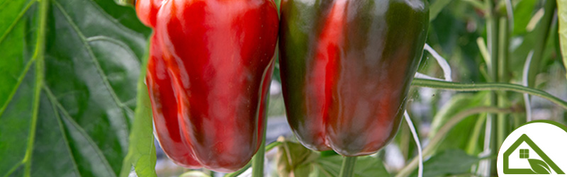 Peppers_Greenhouse_KYC_Featured_Image