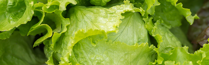 Lettuce_KYC_Featured_Image