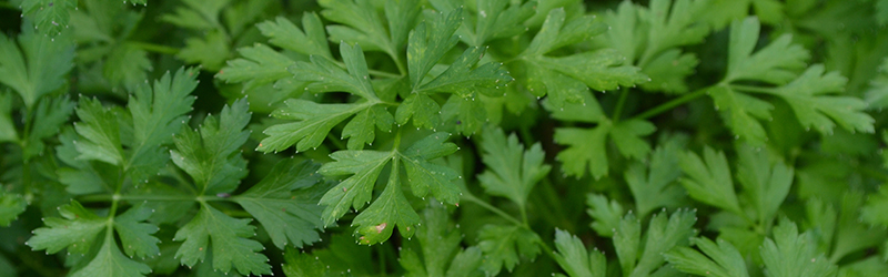 Parsley_KYC_Featured_Image