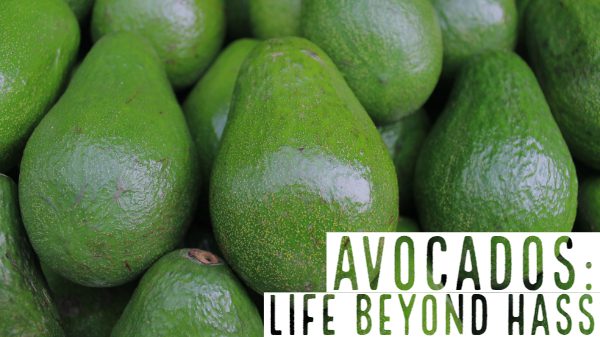 avocados beyond hass