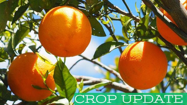 Crop Update banner with orange tree background.
