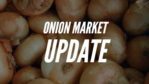 Banner for Onion Market Update spelled out with white onions in the background.
