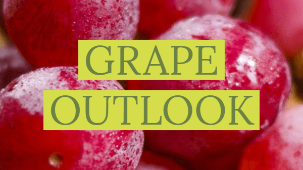 grape outlook