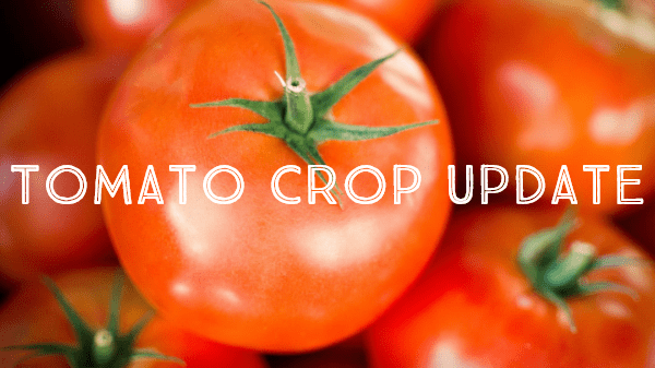tomato crop 6-4-19