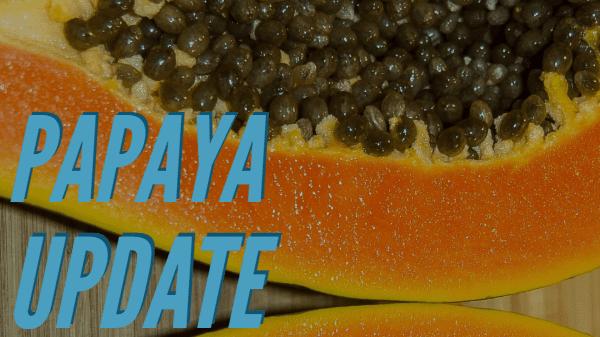 papaya update