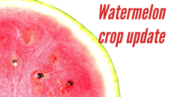 watermelon web 7-11-19