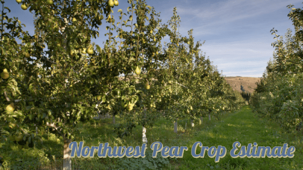 northwest pear crop estimate
