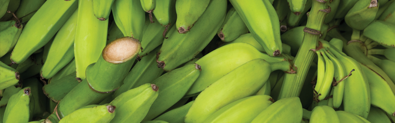 Plantains_KYC_Featured_Image