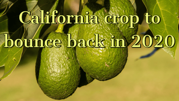 avocado crop 10-30-19