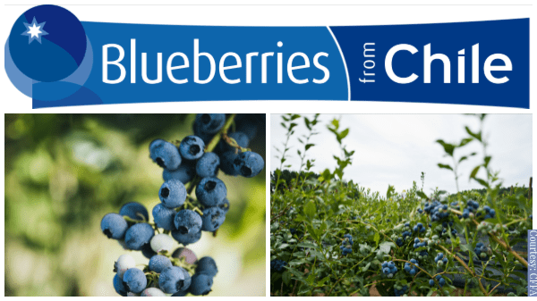chile blueberry