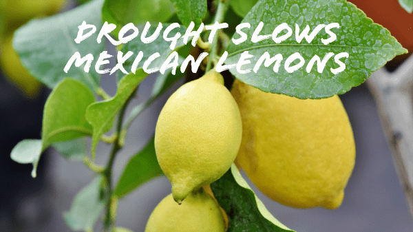 mex lemon drought
