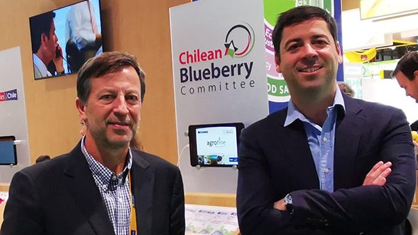 chilean blueberry committee