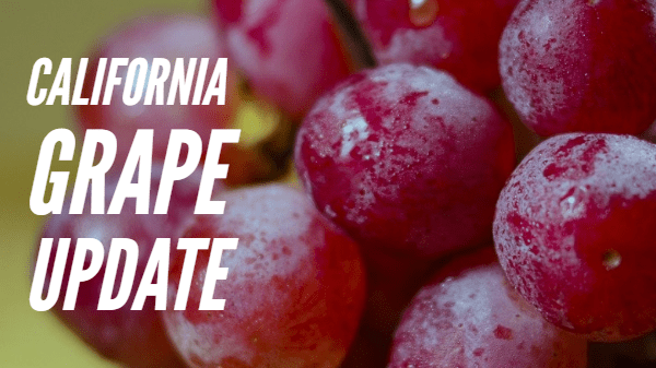 grape market update