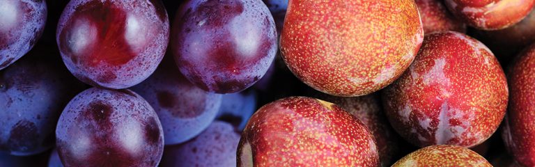 Pluots_Plums_KYC_Featured_Image