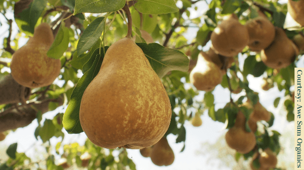 awe sum pears