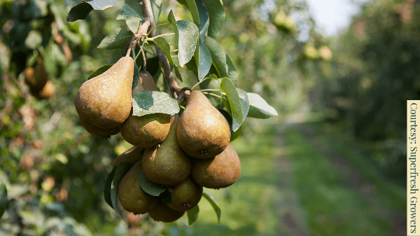 superfresh pears