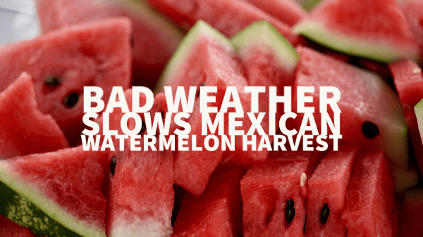 watermelon 3-30-20