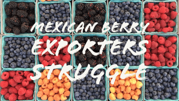mex berry exporters