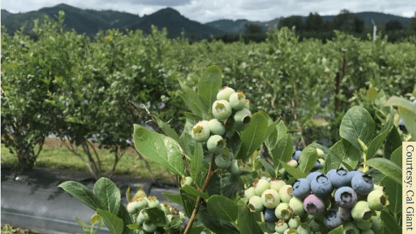 cal giant blueberry