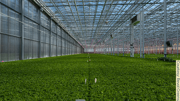 revol greenhouse