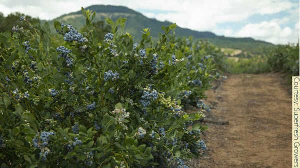 superfresh growers blueberries