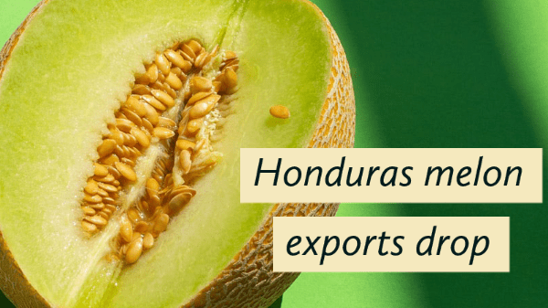 honduras melon exports