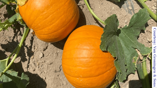 VG pumpkins