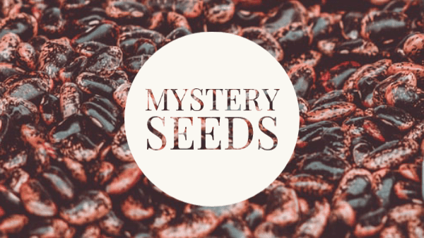 mystery seeds