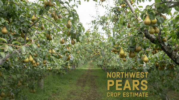 northwest pears crop estimate