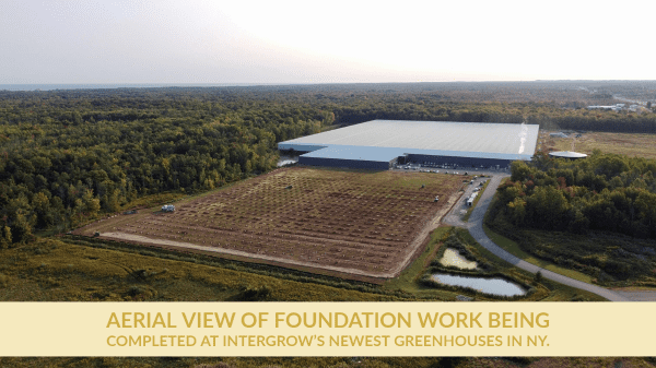 Intergrow Greenhouses – Final pic