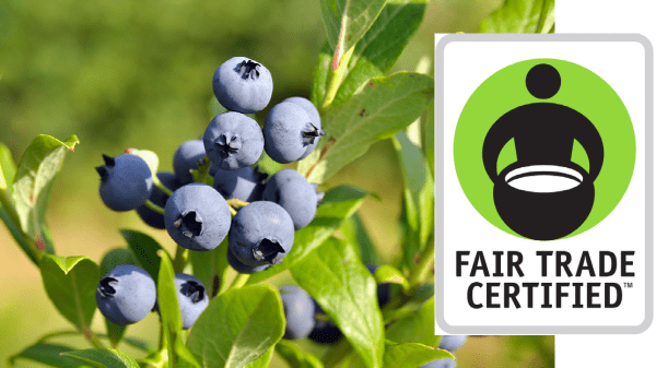 Oppy Blueberries & Fair Trade- Final