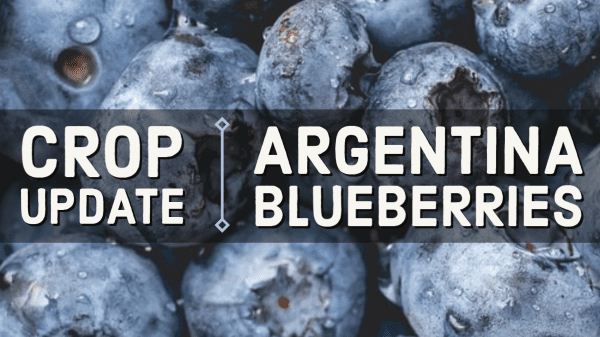 argentina blueberries