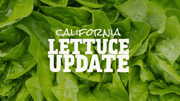 california lettuce update