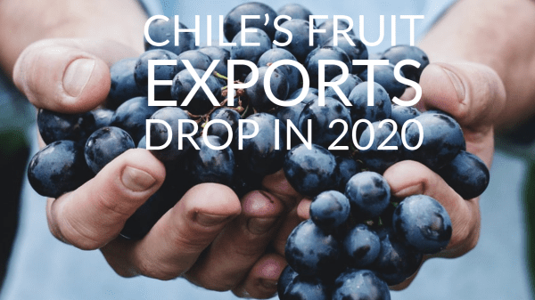 chile fruit export drop