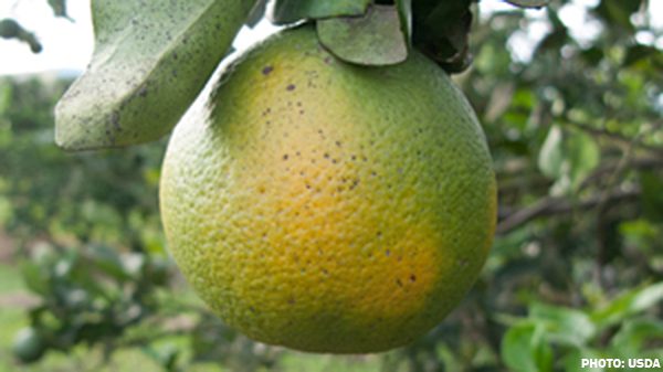 citrus-greening-usda
