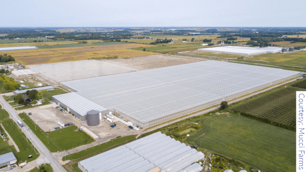 mucci greenhouse expansion