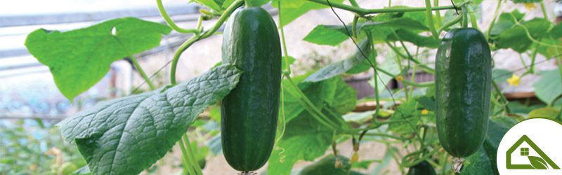 KYC_GH_Cucumbers_Feat_Image