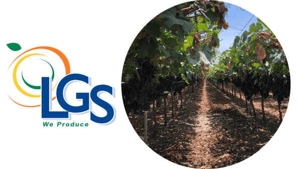LGS – Final Logo + Grapes