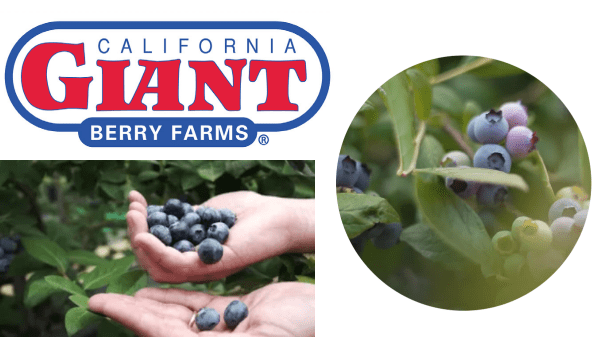 Cal Giant Berry Final Logo Header