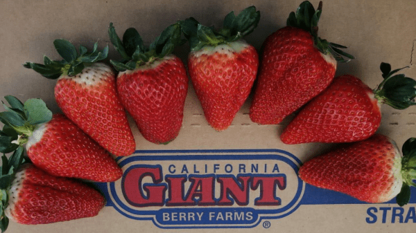 Cal Giant Strawberries Final