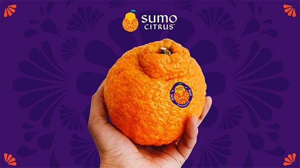 sumo citrus