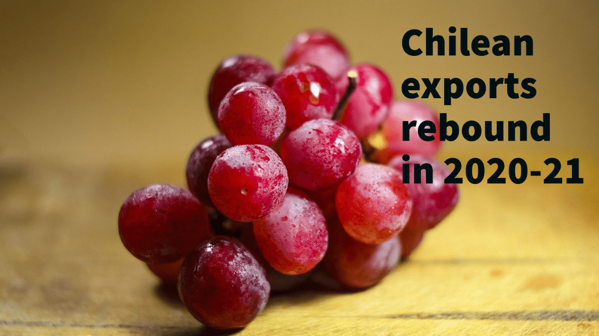 chile grape 2020-21