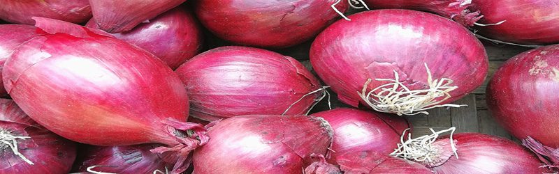 Dutch Red Shallot