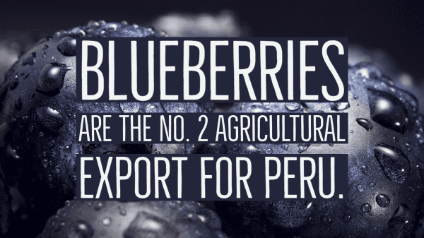 peru blueberries