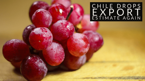 chile grape export drop
