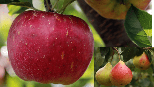apple pear