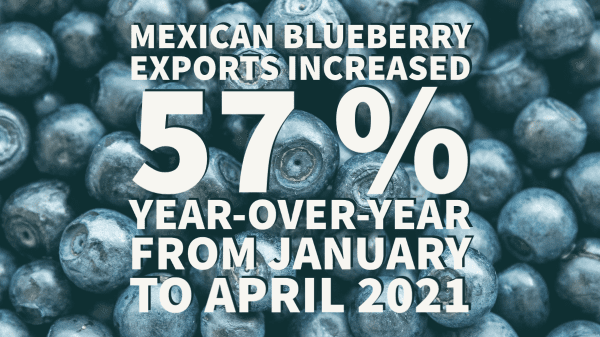 mexican blueberries