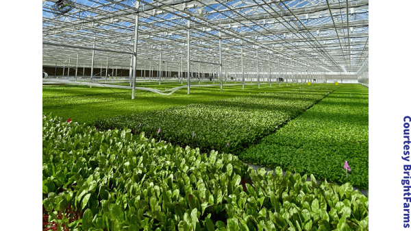 BrigthFarms greenhouse