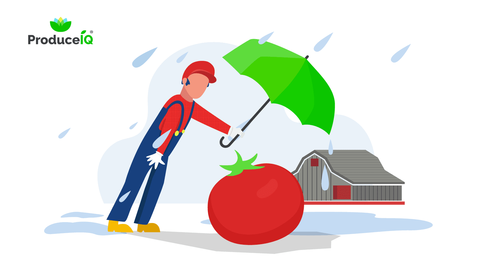 Farmer_protecting_tomato