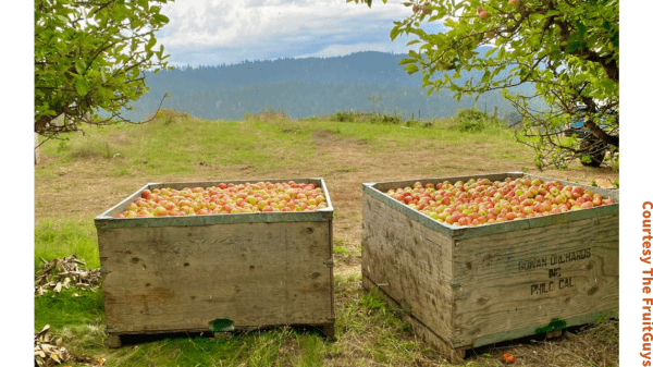 FruitGuys gravenstein apple